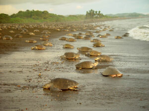 Costa Rica Refugio de vida silvestre Ostonial Tortuguero