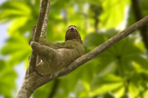 Costa Rica Sloth