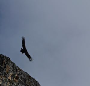 Peru AREQUIPA_Can aon del Colca Condor