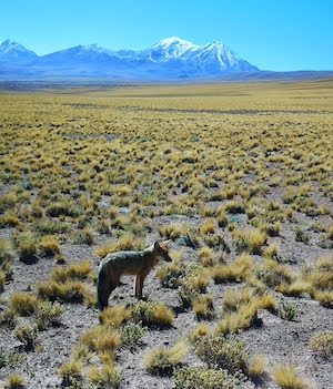 Chile Wildlife